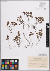 Foto von Salix herbacea L. x Salix lapponum L. x Salix polaris Wahlenb.